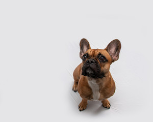 A small French bulldog sits on a white background and looking up, has an interesting face and protruding ears