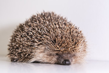 Forest hedgehog on a white background. Wild hedgehog lies on a white board face forward. Spiny hedgehog, predatory night animal after hibernation