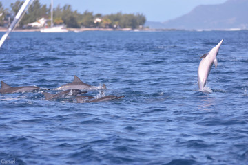 Fototapeta premium Groupe de dauphin