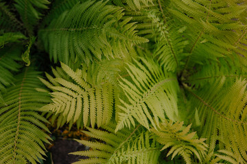  ferns in the forest. fern background