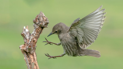 Starling landing on branch