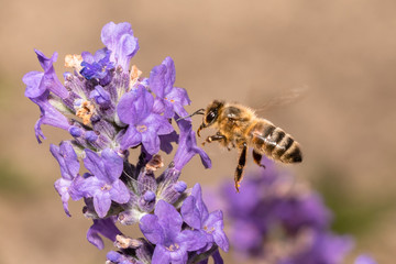 Honey Bee landing on Lavender