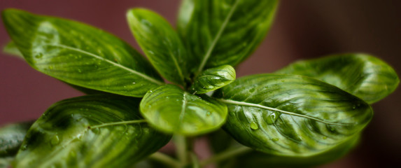 macro photography shot of plant