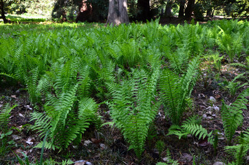 fern in garden tropical  green spaces