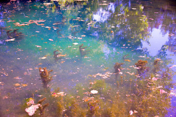 Lac et algue jardin français