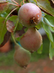 ripening pear fruit on the tree