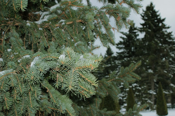 fir tree 