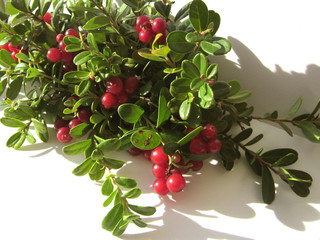cowberry