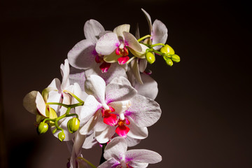 Fototapeta na wymiar White and purple orchid flowers photographed in the studio