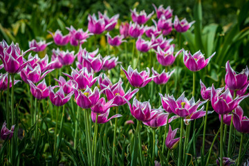 Blumenbeet mit Pink-Weißen Tulpen