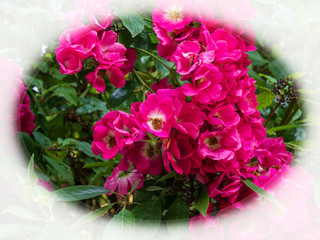 OLYMPUS DIGITAL CAMERA - HEDGE ROW