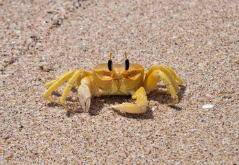 Cangrejo amarillo en la playa