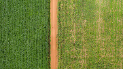 Top view of corn fields