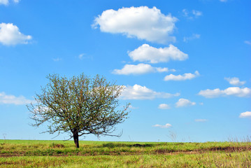Fototapeta na wymiar Beautiful sunny day landscape, blue sky with white fluffyclouds, lonely apple tree in grass meadow