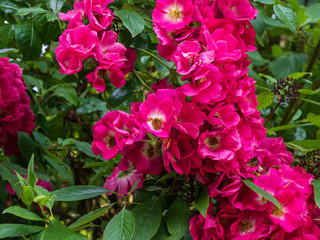 OLYMPUS DIGITAL CAMERA - HEDGE ROW