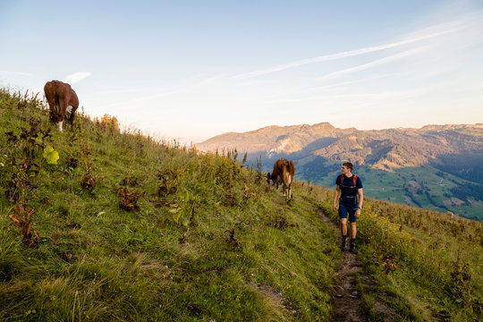 Hardergrat (ridge) hike above Lake Brienz, Canton of Bern, Switzerland: Hiking the Hardergrat from Interlaken town to the Brienzer Rothorn, which is an extreme hike covering about 27 kilomters and 3000 vertical meters. // A male hiker with cows.