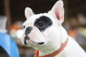 Fototapeta premium French bulldog two tone white and black. French bulldog looking at something.