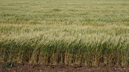 Summer wheat field in Crimea