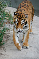 the tiger imposingly goes on the concrete path and rests, a beautiful powerful big tiger cat on the background of summer green grass, stones and green water in the zoo. Close-up.