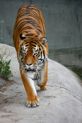 the tiger imposingly goes on the concrete path and rests, a beautiful powerful big tiger cat on the background of summer green grass, stones and green water in the zoo. Close-up.