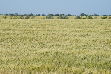 Summer wheat field in Crimea