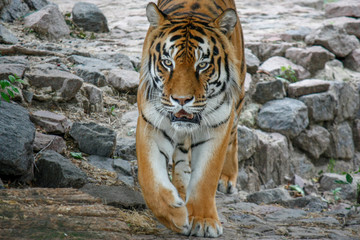 the tiger imposingly goes on the concrete path and rests, a beautiful powerful big tiger cat on the background of summer green grass, stones and green water in the zoo. Close-up.