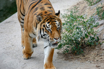 the tiger imposingly goes on the concrete path and rests, a beautiful powerful big tiger cat on the background of summer green grass, stones and green water in the zoo. Close-up.