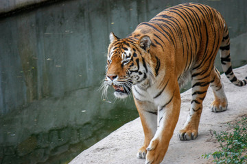 the tiger imposingly goes on the concrete path and rests, a beautiful powerful big tiger cat on the background of summer green grass, stones and green water in the zoo. Close-up.