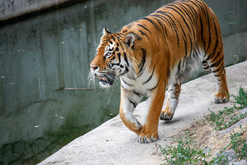 the tiger imposingly goes on the concrete path and rests, a beautiful powerful big tiger cat on the background of summer green grass, stones and green water in the zoo. Close-up.