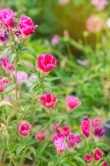 The beautiful pink flower of Godetia (Clarkia) grows in a garden on a sunny day. Summer flowers. Natural wallpaper. Soft selective focus