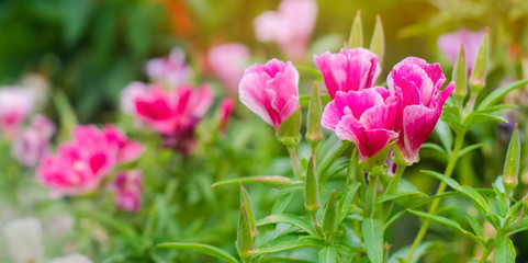 The beautiful pink flower of Godetia (Clarkia) grows in a garden on a sunny day. Summer flowers. Natural wallpaper. Soft selective focus