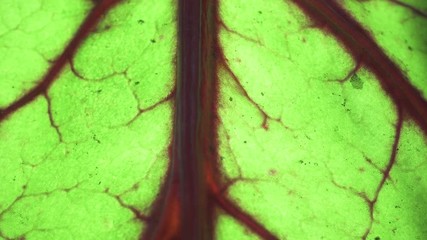 A living organ of a tree and all vegetation leaves resemble the human circulatory system. Green lungs of the planet.