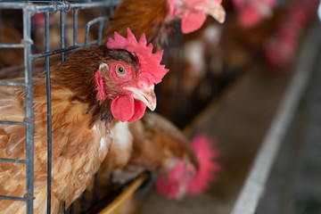 Chicken in the factory, Hens in cages industrial farm in Thailand, Animal and agribusiness, Food production and industry concept