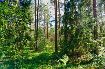Aerial view of the forest in Minsk Region of Belarus
