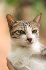 The cat looking at something. Closeup cat.