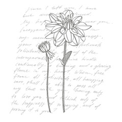 Hand-drawn ink dahlias. Floral elements. Graphic flowers illustrations. Botanical plant illustration. Handwritten abstract text.