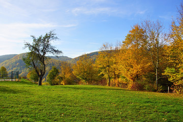 herbstlich gefärbte Bäume an einer Wiese bei Burg an der Mosel