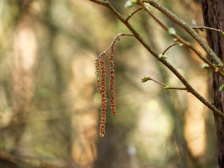 catkins in spring