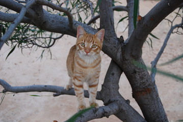 Fototapeta na wymiar Cat on top of a tree