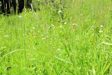 flores de manzanilla en medio de un prado enorme