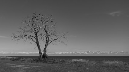 Gruppe von Kr&auml;hen in einem abgestorbenem Baum am Strand von Svaneke Havn