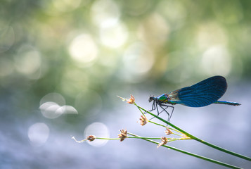 Blue dragonfly Calopteryx splendens blur bokeh background