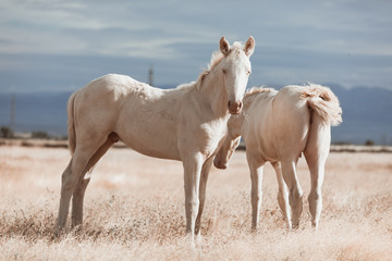 Fototapeta na wymiar white horse family in the middle of nature