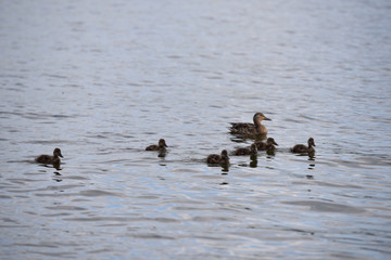 Mother duck and her six ducklings