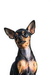 Portrait of a small dog isolated on white background.