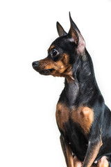 Portrait of a small dog isolated on white background.