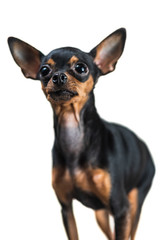 Portrait of a small dog isolated on white background.