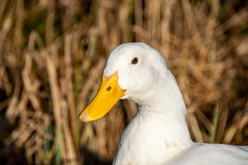 Portrait of an Aylesbury (also known as Long Island, American Pekin or Pekin) duck
