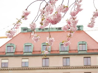 Pink cherry on sky background in spring in Stockholm
