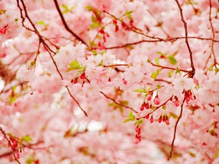Pink cherry on sky background in spring in Stockholm